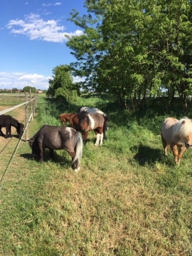 Paddock per Shetland - Centro Ippico La Viscontella 